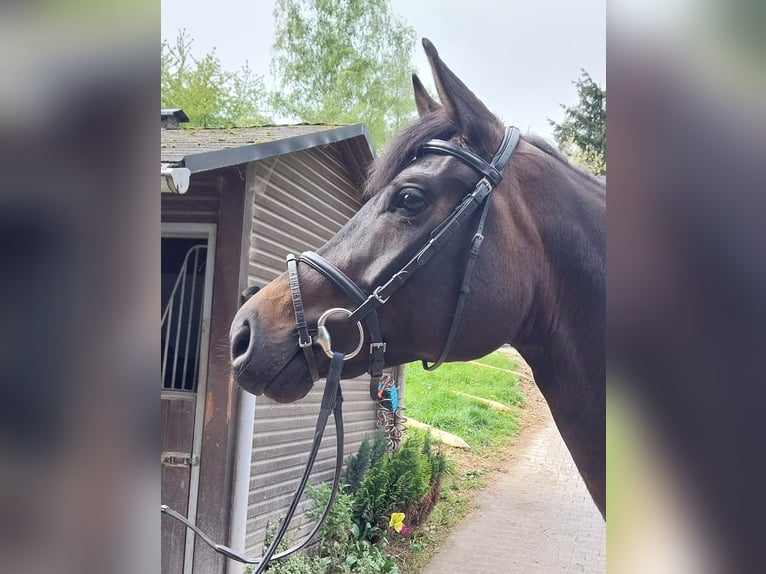 Hannoveraan Merrie 5 Jaar 165 cm Donkerbruin in Traben-Trarbach