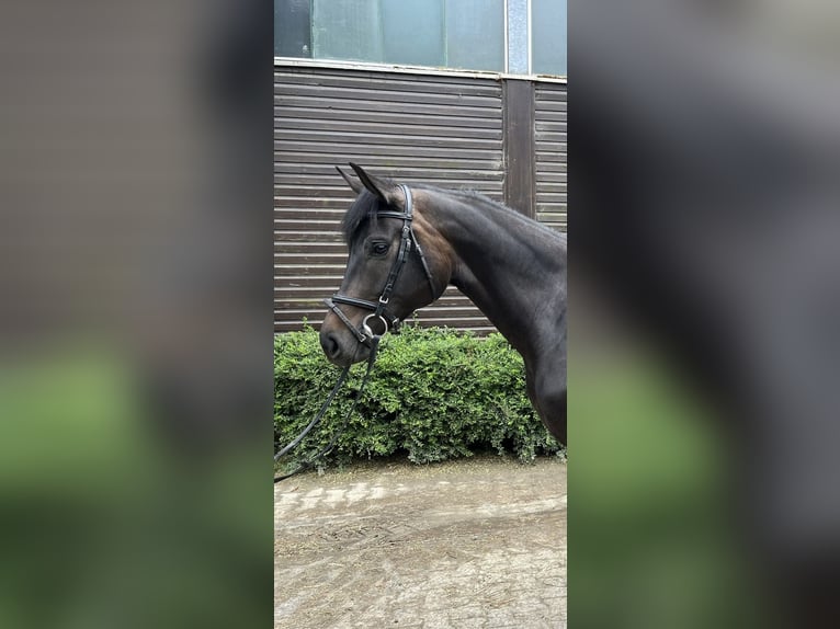 Hannoveraan Merrie 5 Jaar 165 cm Donkerbruin in Traben-Trarbach