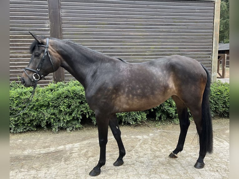 Hannoveraan Merrie 5 Jaar 165 cm Donkerbruin in Traben-Trarbach