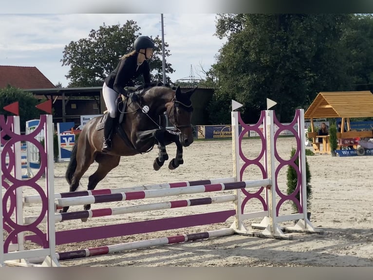 Hannoveraan Merrie 5 Jaar 165 cm Donkerbruin in Hoya