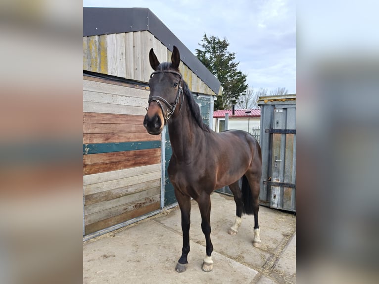 Hannoveraan Merrie 5 Jaar 165 cm Donkerbruin in Westbeemster