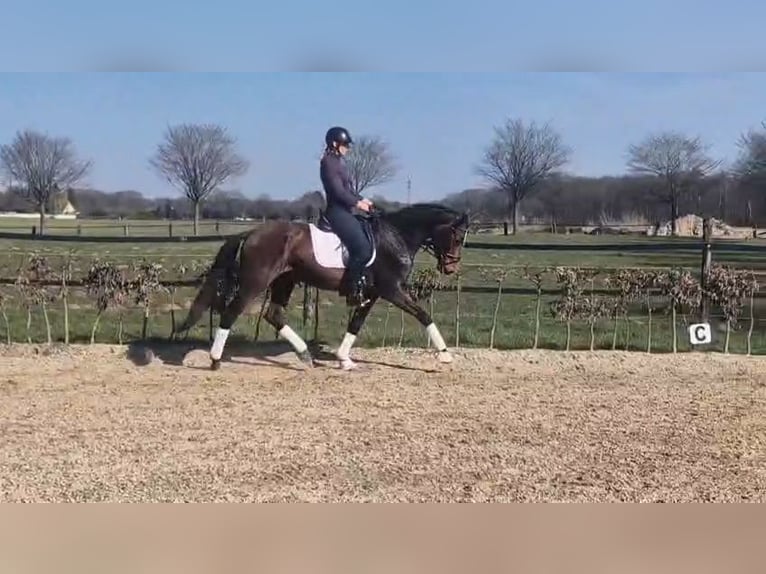 Hannoveraan Merrie 5 Jaar 165 cm in M&#xF6;nchengladbach