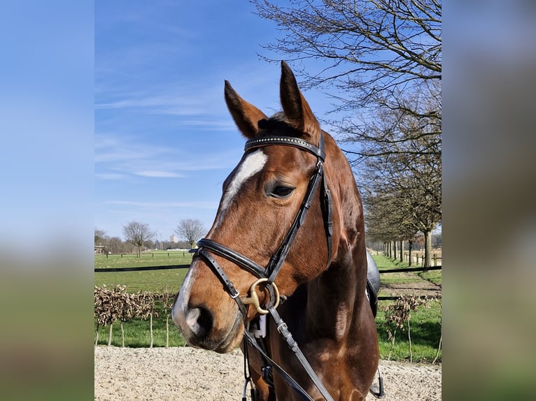 Hannoveraan Merrie 5 Jaar 165 cm in M&#xF6;nchengladbach