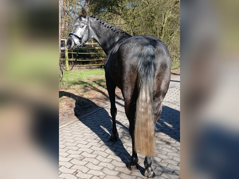 Hannoveraan Merrie 5 Jaar 165 cm Schimmel in Barenburg