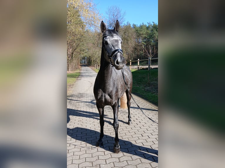 Hannoveraan Merrie 5 Jaar 165 cm Schimmel in Barenburg