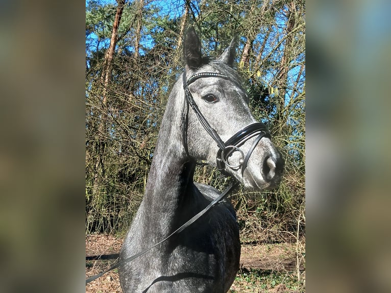 Hannoveraan Merrie 5 Jaar 165 cm Schimmel in Barenburg