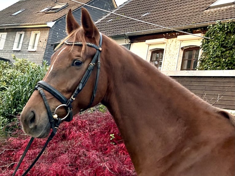 Hannoveraan Merrie 5 Jaar 165 cm Vos in Remscheid