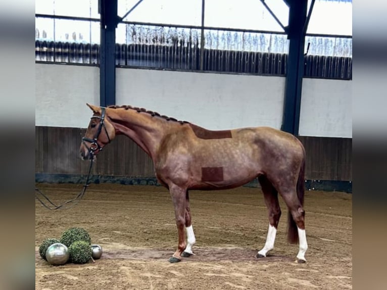 Hannoveraan Merrie 5 Jaar 165 cm Vos in Siedenburg