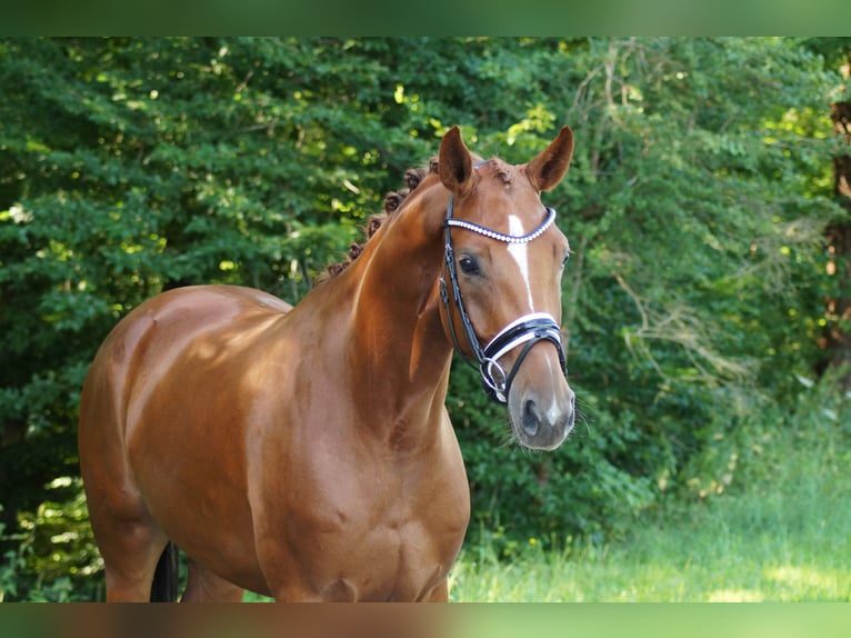 Hannoveraan Merrie 5 Jaar 165 cm Vos in Gleichen