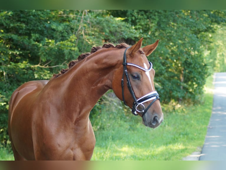 Hannoveraan Merrie 5 Jaar 165 cm Vos in Gleichen