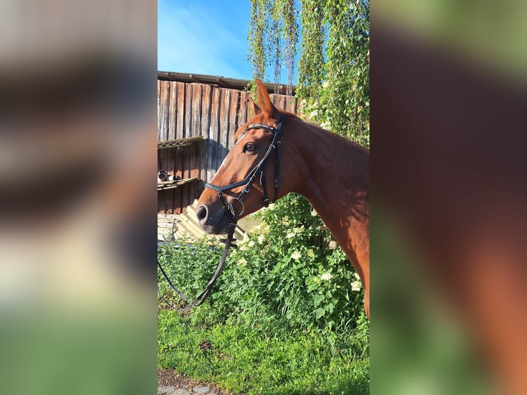 Hannoveraan Merrie 5 Jaar 165 cm Vos in Gorleben