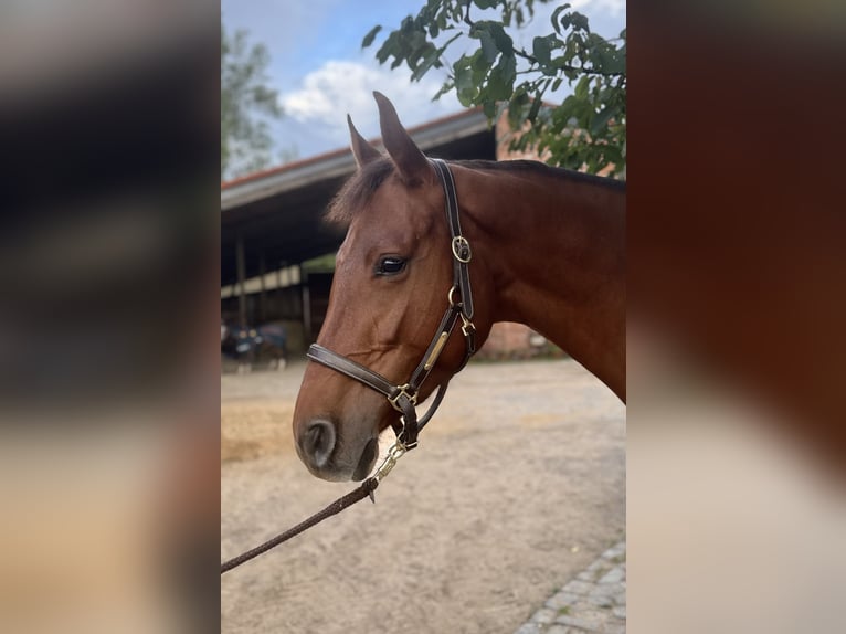 Hannoveraan Merrie 5 Jaar 165 cm Vos in Kaarst