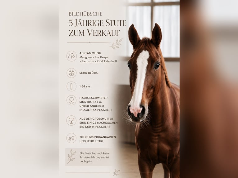 Hannoveraan Merrie 5 Jaar 165 cm Vos in Ritterhude