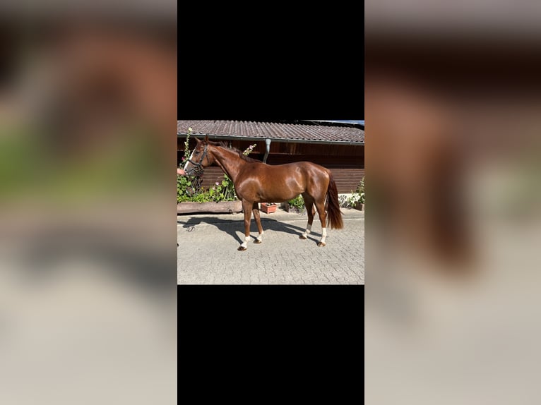 Hannoveraan Merrie 5 Jaar 165 cm Vos in Einbeck