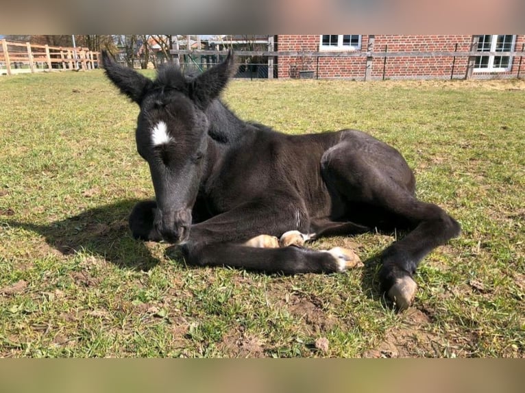 Hannoveraan Merrie 5 Jaar 165 cm Zwart in Oyten