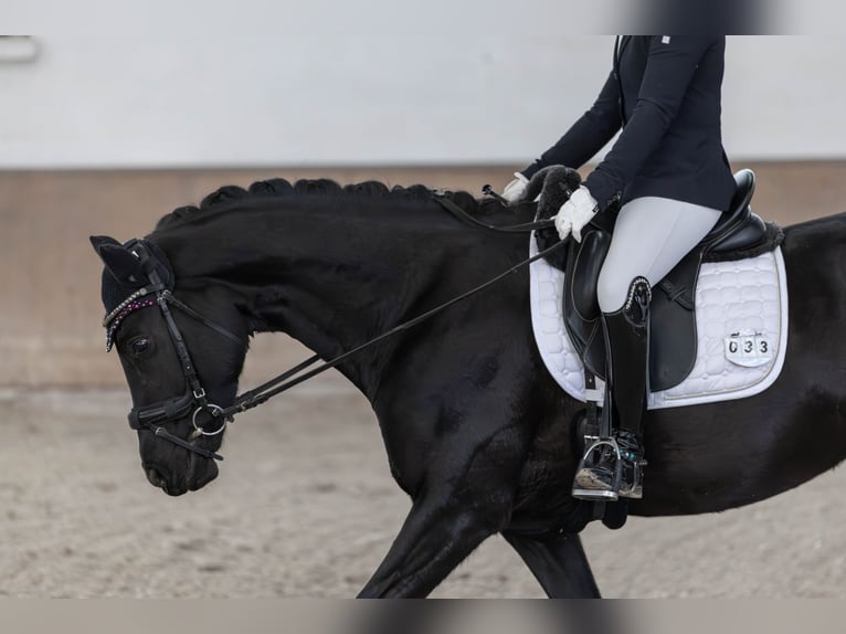 Hannoveraan Merrie 5 Jaar 165 cm Zwart in Neuberg