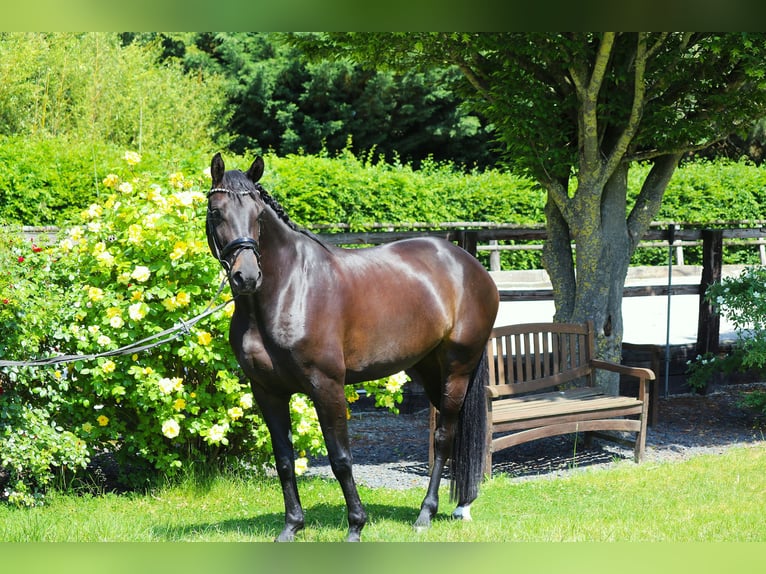 Hannoveraan Merrie 5 Jaar 165 cm Zwart in Erftstadt