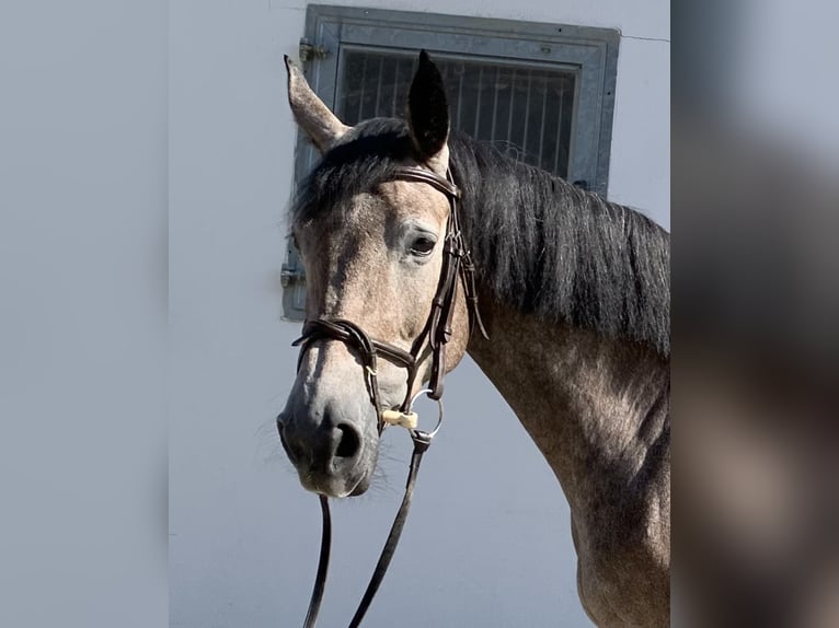 Hannoveraan Merrie 5 Jaar 165 cm Zwartschimmel in H&#xFC;nfelden-Kirberg