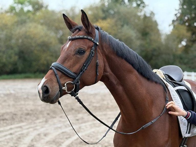 Hannoveraan Merrie 5 Jaar 166 cm Bruin in Verden (Aller)