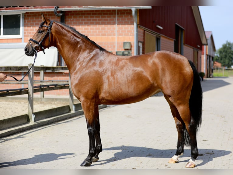 Hannoveraan Merrie 5 Jaar 166 cm Bruin in Lohne (Oldenburg)