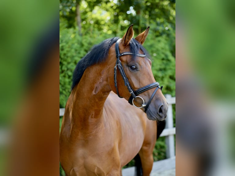 Hannoveraan Merrie 5 Jaar 166 cm Bruin in Lohne (Oldenburg)