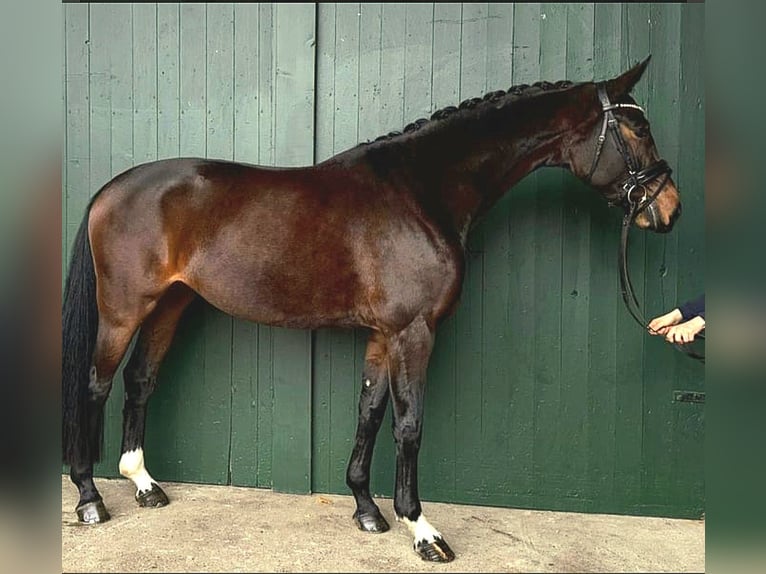 Hannoveraan Merrie 5 Jaar 166 cm Bruin in Stoetze
