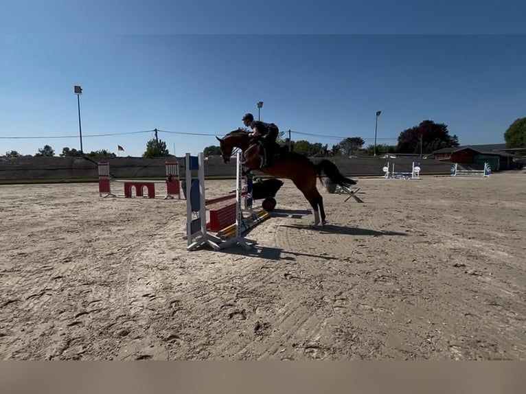 Hannoveraan Merrie 5 Jaar 166 cm Bruin in Hude (Oldenburg)