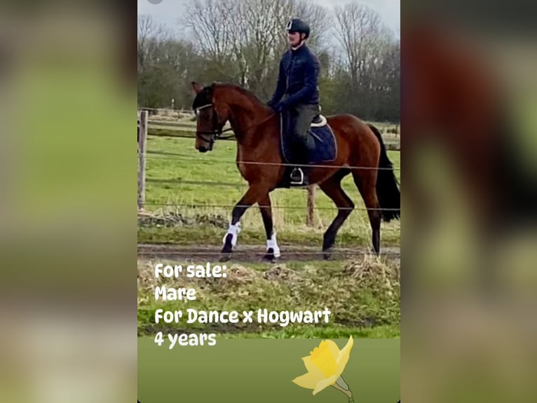 Hannoveraan Merrie 5 Jaar 166 cm Buckskin in Ottersberg