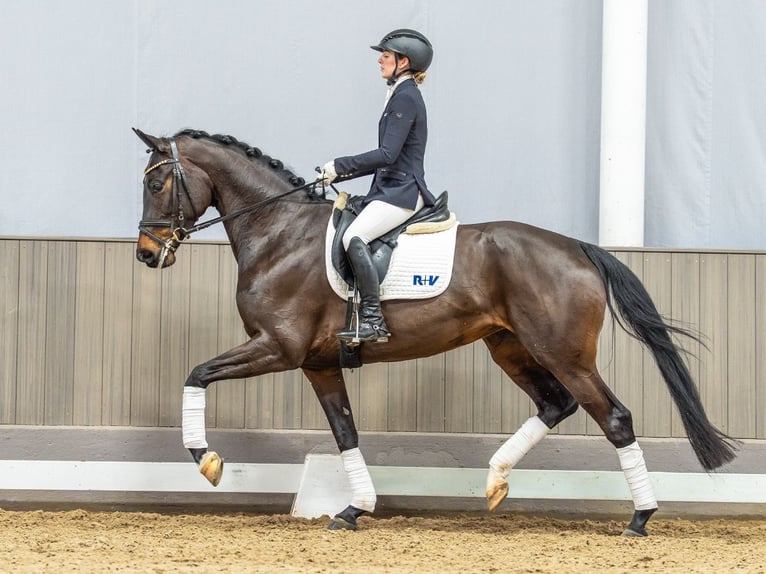 Hannoveraan Merrie 5 Jaar 166 cm Donkerbruin in Münster-Handorf