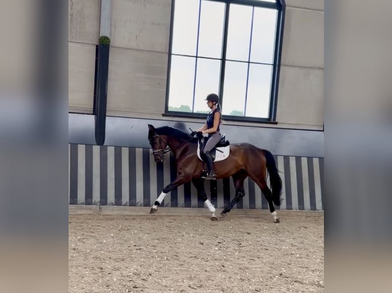 Hannoveraan Merrie 5 Jaar 166 cm Donkerbruin in Aachen