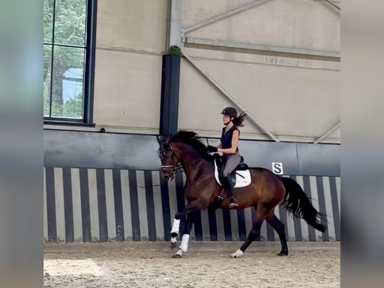 Hannoveraan Merrie 5 Jaar 166 cm Donkerbruin in Aachen