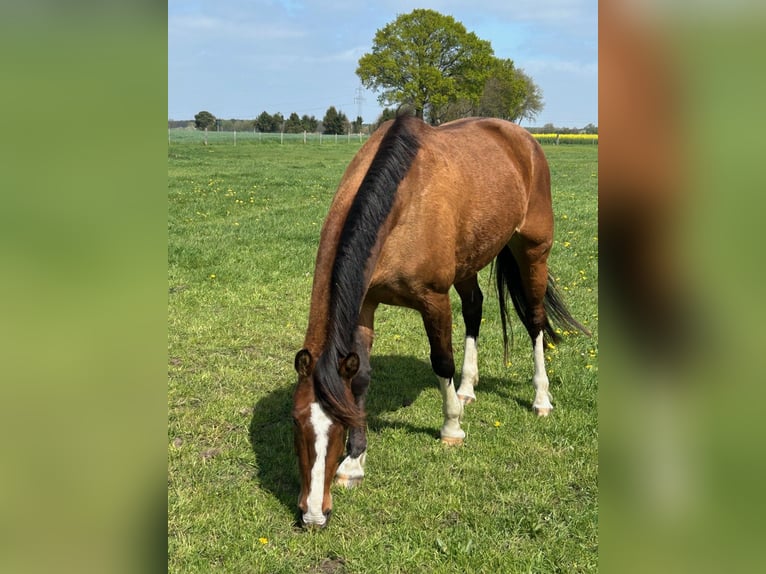 Hannoveraan Merrie 5 Jaar 166 cm Lichtbruin in Isernhagen