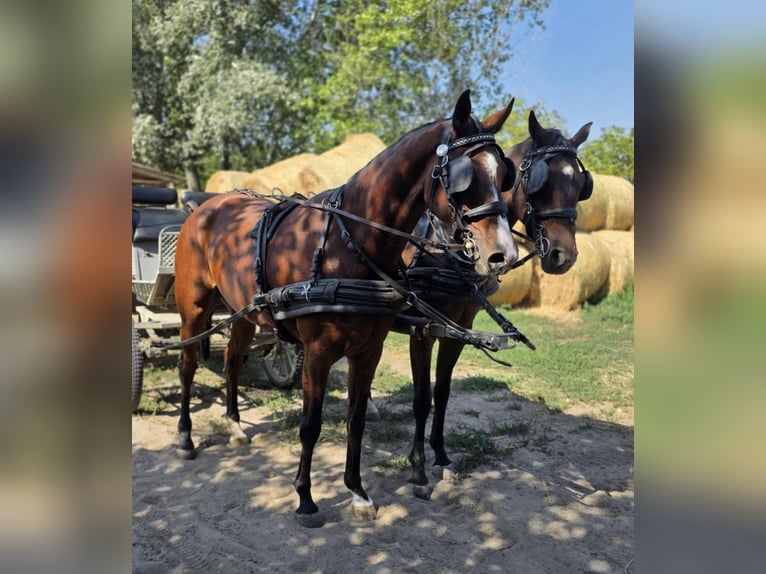 Hannoveraan Merrie 5 Jaar 166 cm Roodbruin in Tass