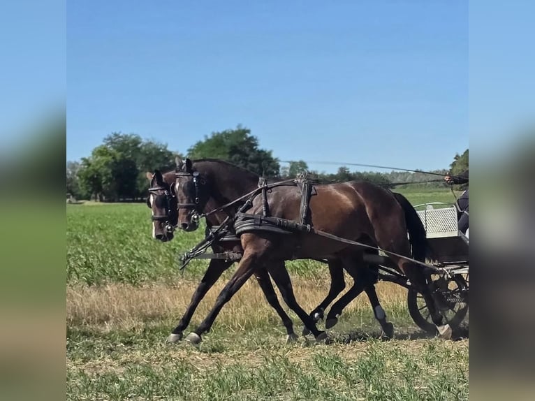 Hannoveraan Merrie 5 Jaar 166 cm Roodbruin in Tass