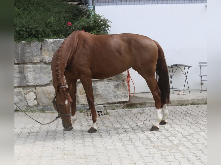 Hannoveraan Merrie 5 Jaar 166 cm Vos in Winhöring