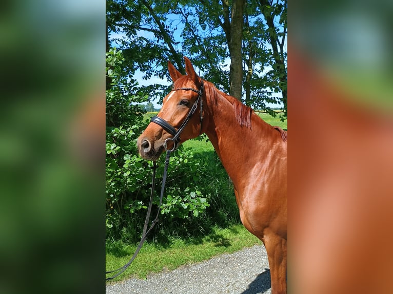 Hannoveraan Merrie 5 Jaar 166 cm Vos in Belum