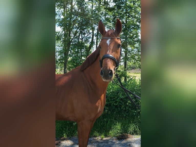 Hannoveraan Merrie 5 Jaar 166 cm Vos in Belum