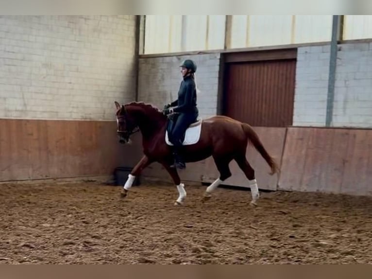 Hannoveraan Merrie 5 Jaar 166 cm Vos in Grevenbroich