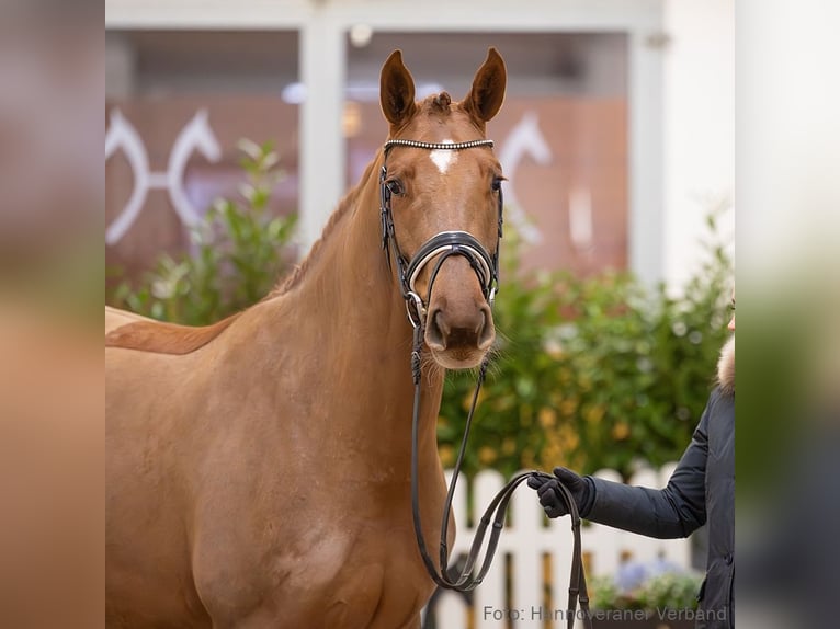 Hannoveraan Merrie 5 Jaar 166 cm Vos in Verden