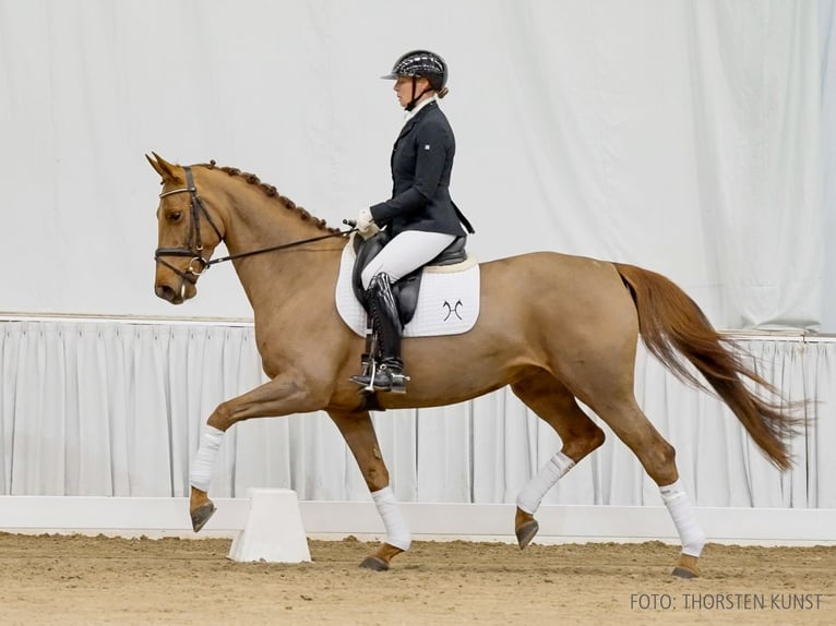 Hannoveraan Merrie 5 Jaar 166 cm Vos in Verden