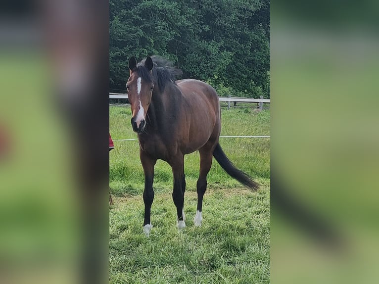 Hannoveraan Merrie 5 Jaar 167 cm Bruin in Bielefeld