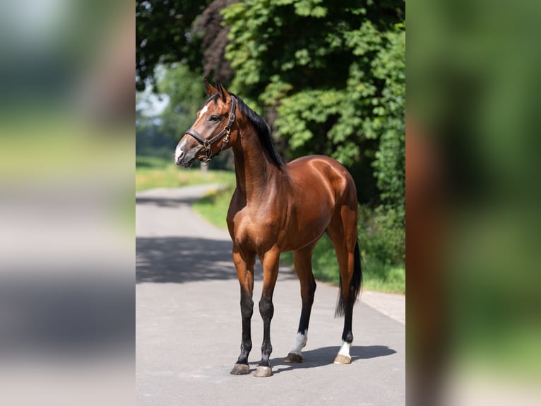 Hannoveraan Merrie 5 Jaar 167 cm Bruin in OosterhoutOosterhout