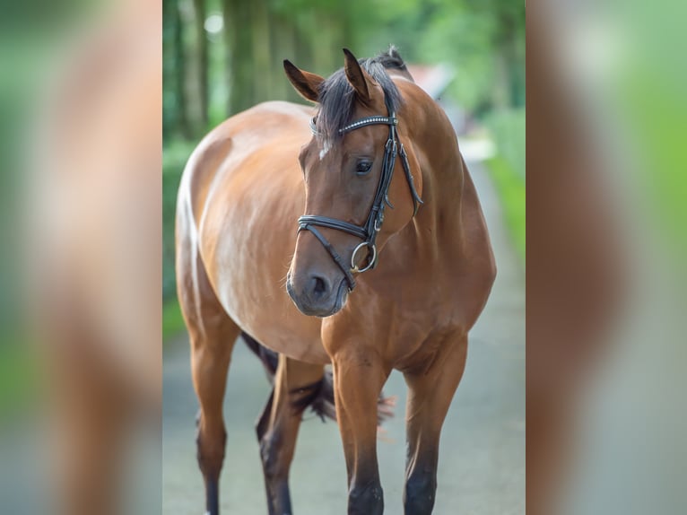 Hannoveraan Merrie 5 Jaar 167 cm Bruin in Voltlage