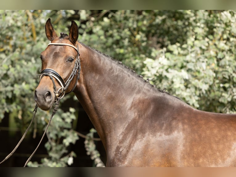 Hannoveraan Merrie 5 Jaar 167 cm Bruin in Kladrum