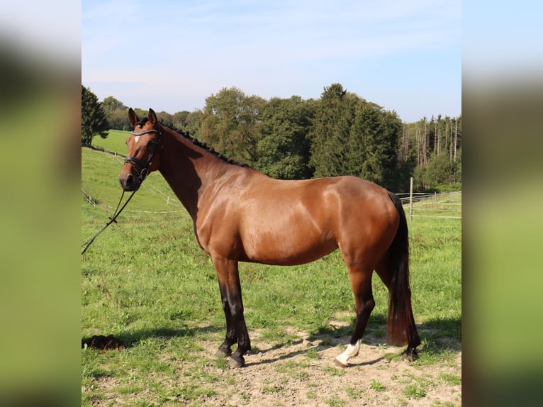 Hannoveraan Merrie 5 Jaar 167 cm Bruin in Burscheid