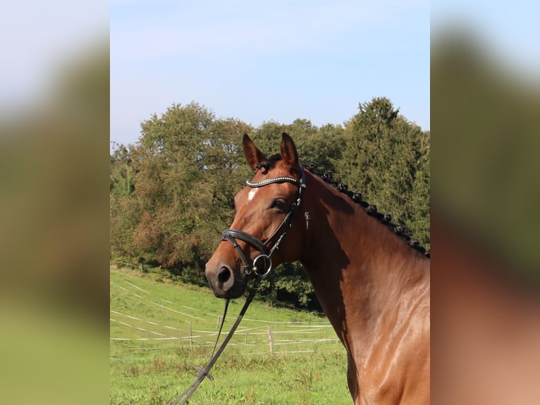 Hannoveraan Merrie 5 Jaar 167 cm Bruin in Burscheid