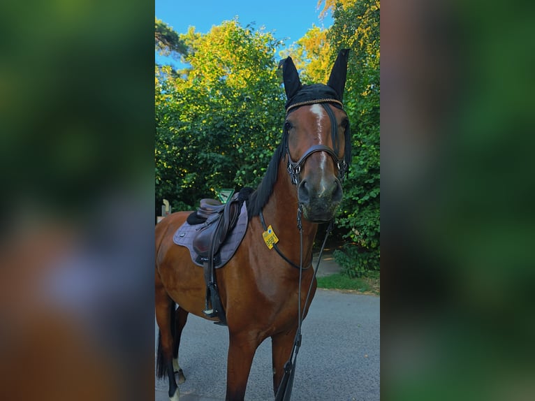 Hannoveraan Merrie 5 Jaar 167 cm Bruin in Schermbeck