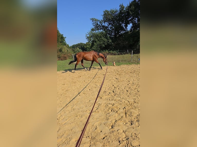 Hannoveraan Merrie 5 Jaar 167 cm Bruin in Schermbeck