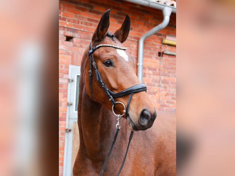 Hannoveraan Merrie 5 Jaar 167 cm Bruin in Dannenberg (Elbe)