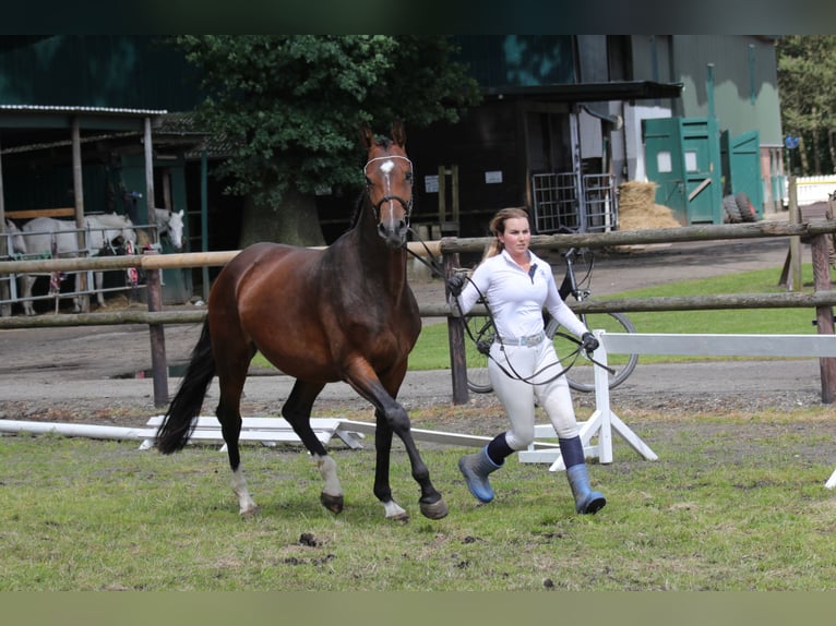 Hannoveraan Merrie 5 Jaar 167 cm Bruin in Garbek